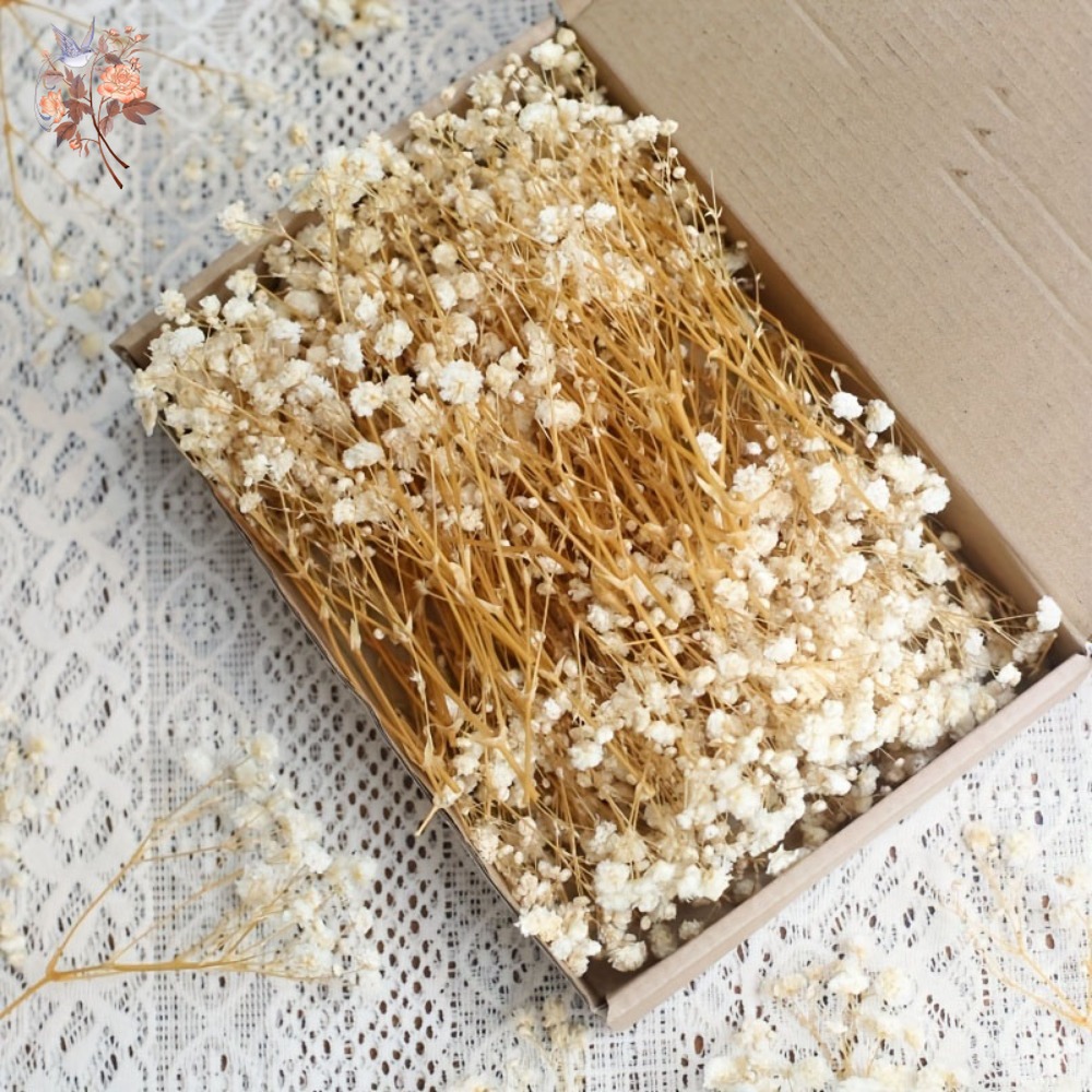 Craft Embellishment - 100pcs Mini Dried Baby's Breath Flowers